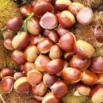 유기농 햇알밤 1kg(중) 부여 햇밤 생밤 : 웃골농원