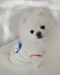 하비 귀여운 슈퍼맨 강아지 후리스 도톰한 애견 수면조끼 아이보리 컬러 : 하비펫하우스