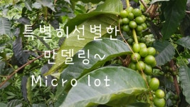 [로스팅반] 인도네시아 만델링 마이크로닷 : 사랑의 줄잇기