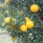 참샘농장 고흥 유자 5kg,10kg 햇유자 생유자 유자생과 못난이 5kg : 참샘푸드