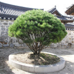 친구식물 반송 - 조경수 정원수 상록수 침엽수 화분 : 친구식물