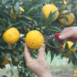 참샘농장 고흥 유자 햇유자 생유자 유자생과 못난이 5kg : 참샘푸드