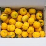 참샘농장 고흥 유자 햇유자 생유자 유자생과 못난이 5kg : 참샘푸드