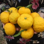 참샘농장 고흥 유자 햇유자 생유자 유자생과 못난이 5kg : 참샘푸드