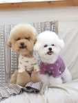 봉앤따 | [오드펫] 데일리 베베 티셔츠 - 코알라 (2color) 강아지옷 겨울옷 가을옷 이너 : 봉앤따