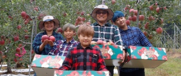 맛있는 꿀 햇부사  껍질째 먹는 경북 문경 주심사과 건강한 2024년 햇 부사 사과 사과즙  3kg 4.5kg 9kg 선물용 가정용흠집 : 주심사과