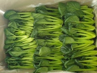 비타민채소 그린비타민 다채 샐러드야채 특수야채 이유식재료 1kg 500g : 짱아찌네 농장