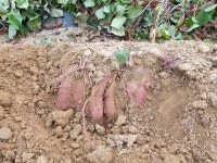 영종도 황토꿀고구마10kg/서해안 해풍 맞은 고구마 /말랑하고 당도높은  맛 : 영종도 꿩골자연농장