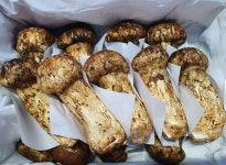 1등급 자연산 송이버섯 : 송이마트