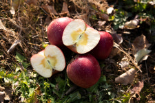 농장직송 부사 나린농원 강원도 양구 펀치볼 고랭지 고당도 사과 : 나린사과농원