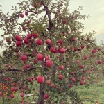 우리아이사과 새콤 달콤한 햇사과 부사 5kg [충주사과농장] : 섭이네 사과농장