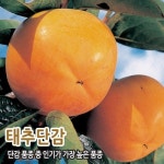 감나무 묘목 봉황단감 중묘 고품질 완전단감 : 충청농원