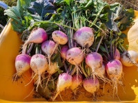 강화 순무 10kg 무청 덤 강화도 생순무 주빈농장 정직직접 재배 가을 햇 순무 : 강화도 주빈농장