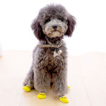 미끄럼방지 강아지 양말 S : 애구애구