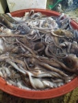 벌교수진수산 살아있는 뻘낙지 산낙지  산소포장(낙지 세발낙지) 소, 중 크기 : 벌교수진수산