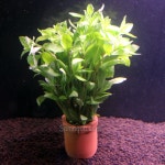 샘아쿠아 하이글로빌라 1 포트  / 어항 수초 농장 고품질 수초 : 샘아쿠아펫츠