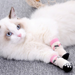 미끄럼방지 강아지 양말 S : 애구애구