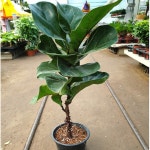 떡갈고무나무(한목대) 묶은둥이에요 새로입고 : 범수농장