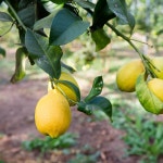 제주 유기농 레몬 친환경 섬에사는농부 2kg / 3kg / 4kg / 9kg : 섬에사는농부