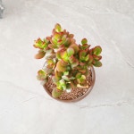 염자 염좌 다육이 재물을 불러주는 돈나무 하월 승진 개업 선물화분 공기정화식물 : 채우다 plant shop