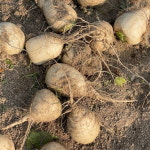 여주 게걸무 씨앗 기름 350ml, 천기누설 출연 게걸무씨기름 : 여주 정연이네 게걸무 농장