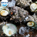 [산지직송] 해녀가 채취한 소라/ 뿔소라 1kg : 탐라수산