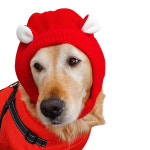 [퍼피니스] 중형견 대형견용 귀달이 토깽이 털모자 : 퍼피니스