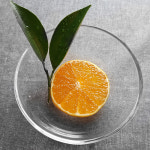 천하일품 제주 고당도 황금향 : 천하일품감귤농장