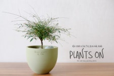 실남천 두갸르송 그린 팡팟13 포함 27cm /  듀가르송 / deuxgarcons Nandina domestica var.capillaris. : 플랜츠온