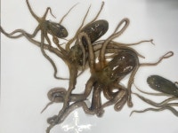 [신안17번중매인] 신안 뻘낙지 목포 세발낙지 무안 산낙지 국산 활낙지 탕탕이 : 목포씨