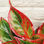 [하늘꽃농원] 아글라오네마 시암 오로라 : 하늘꽃농원