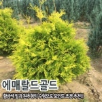 에메랄드그린 포트묘 약 20cm 약 50cm 조경수 울타리나무 푸른나무 : 충청농원