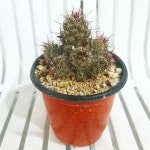 인플랜츠팜 화은옥 선인장 공기정화반려식물 전자파차단선인장 : 인플랜츠팜