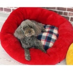 강아지 방석 쿠션 베드 심펄 애견 고양이 방석 매트 L : jucanmall