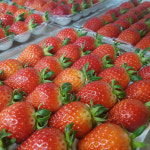 당도 좋은 밀양 설향 수경재배 딸기 1.5kg 이상 대과 30구×2팩 중과35구×2팩 2팩 GAP 생딸기 제철 과일 홈파티 죽향 금실 : 더맛봄