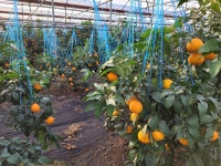 제주직송 새콤달콤 고당도 인증 하우스 여름황금향 선물용 5kg [아빠는농부다 승환이네농장] : 아빠는농부다