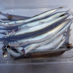 생물 햇 생 양미리 1kg 1두름 반 완전 건조 강릉 사천항 당일조업 구이 : 주문진농수산