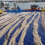 생물 햇 생 양미리 1kg 1두름 반 완전 건조 강릉 사천항 당일조업 구이 : 주문진농수산