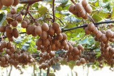 [막쉐프레] 해남 골드키위 레드키위 해금 키위 2.5kg 5kg : 막쉐프레