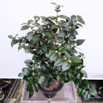 꽃파는농부 - 겨울철 화려한 꽃이 피는 중국 동백 대륜동백나무 (꽃 색상 랜덤) : 꽃파는농부