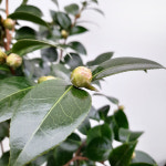 꽃파는농부 - 겨울철 화려한 꽃이 피는 중국 동백 대륜동백나무 (꽃 색상 랜덤) : 꽃파는농부