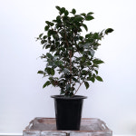 꽃파는농부 - 겨울철 화려한 꽃이 피는 중국 동백 대륜동백나무 (꽃 색상 랜덤) : 꽃파는농부