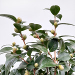 꽃파는농부 - 겨울철 화려한 꽃이 피는 중국 동백 대륜동백나무 (꽃 색상 랜덤) : 꽃파는농부