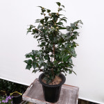 꽃파는농부 - 겨울철 화려한 꽃이 피는 중국 동백 대륜동백나무 (꽃 색상 랜덤) : 꽃파는농부