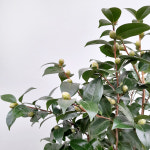 꽃파는농부 - 겨울철 화려한 꽃이 피는 중국 동백 대륜동백나무 (꽃 색상 랜덤) : 꽃파는농부