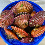 홍 가리비 단풍 제철 식탁 맛집 맛있는 찜 세척 조개구이 캠핑 야외 제철 생물 산지직송 : 이도수산마트