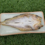 [서울 중부시장 순이네건어물] 은빛 편대구 노가리 300g / 대구 / 을지로 노가리안주 : 순이네 건어물