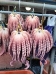 참문어 8kg 이바지문어, 동해안문어, 폐백문어, 자숙 in 죽도시장 : 포항59수산