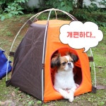 길고양이급식소 집만들기 강아지난방텐트 겨울집 개텐트 : 밴조 - Baencho