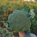 해풍맞은 국산 제주 브로콜리 2kg 특품 커팅 : 제주초록이네농장